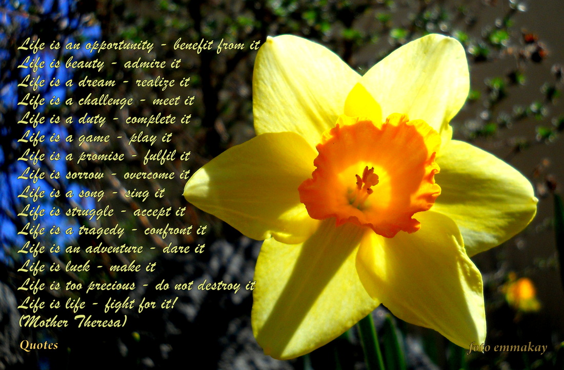 Daffodils - In the Garden, Sofia, April 2012 - (foto emmakay)